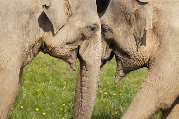 Two Elephants saying hello