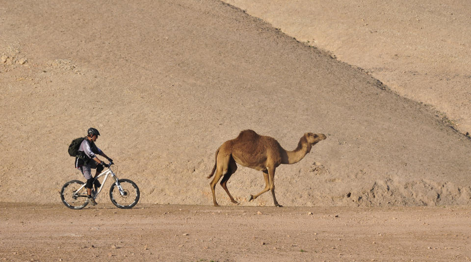 Not a completely atypical scene when cycling through a desert in Israel (Getty Images)