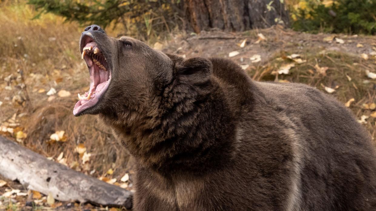  a grizzly bear roaring in an autumn setting 