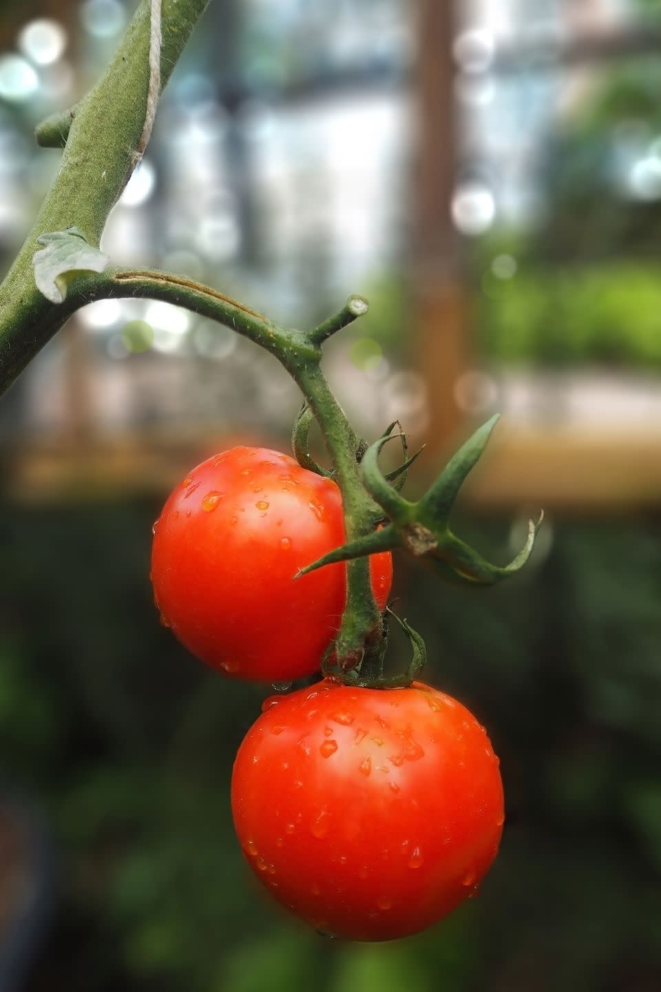 The first summer tomato in your garden.