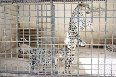 A leopard looks from behind the bars of a cage at a zoo in Yemen's southwestern city of Taiz February 22, 2016. REUTERS/Anees Mahyoub