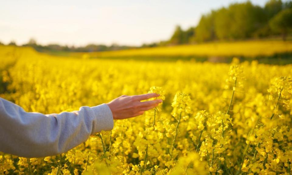 Female hand touching yellow rapeseed flowers during walking through field on sunset.