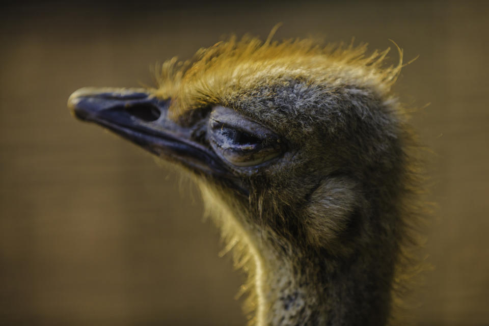 closeup of a bird's eye