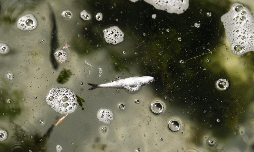 <span>Photograph: Nathan Howard/AP</span>