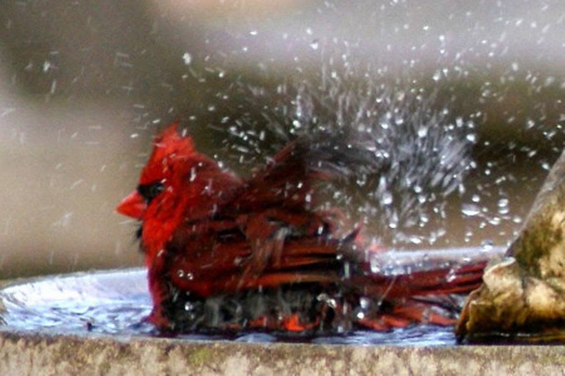 This large Northern Cardinal gets the water splashing while really enjoying his cool bath. Jean Tanner