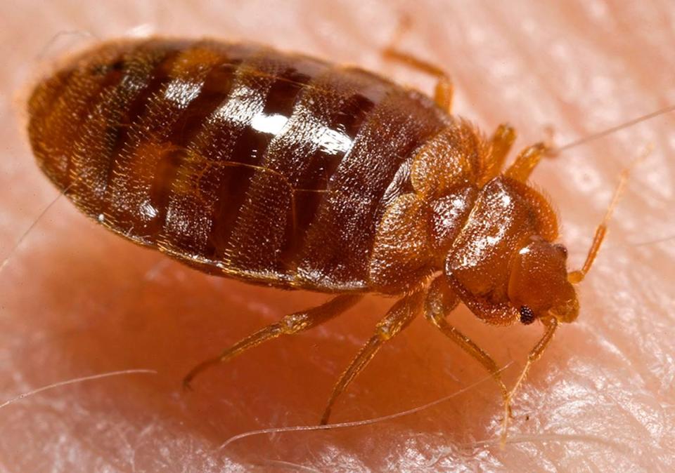 A bed bug nymph can be seen in this photo.