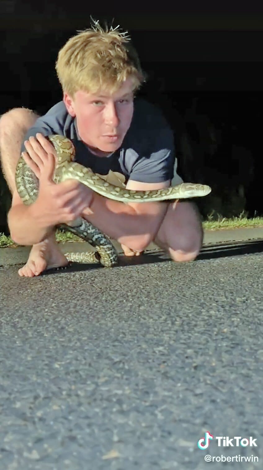 https://www.tiktok.com/@robertirwin/video/7101260026844646657? robertirwin Robert Irwin · 1d ago Snake rescue part 1! original sound - Robert Irwinis_copy_url=1&amp;is_from_webapp=v1&amp;lang=en