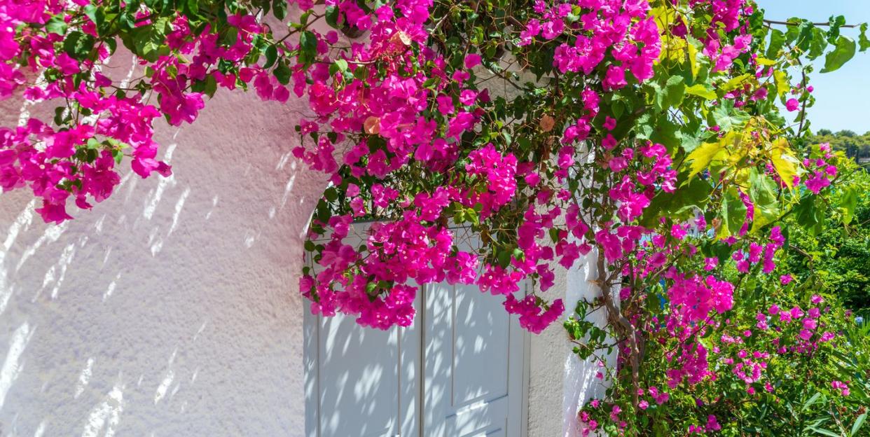 bougainvillea tree over a door entrance in greece