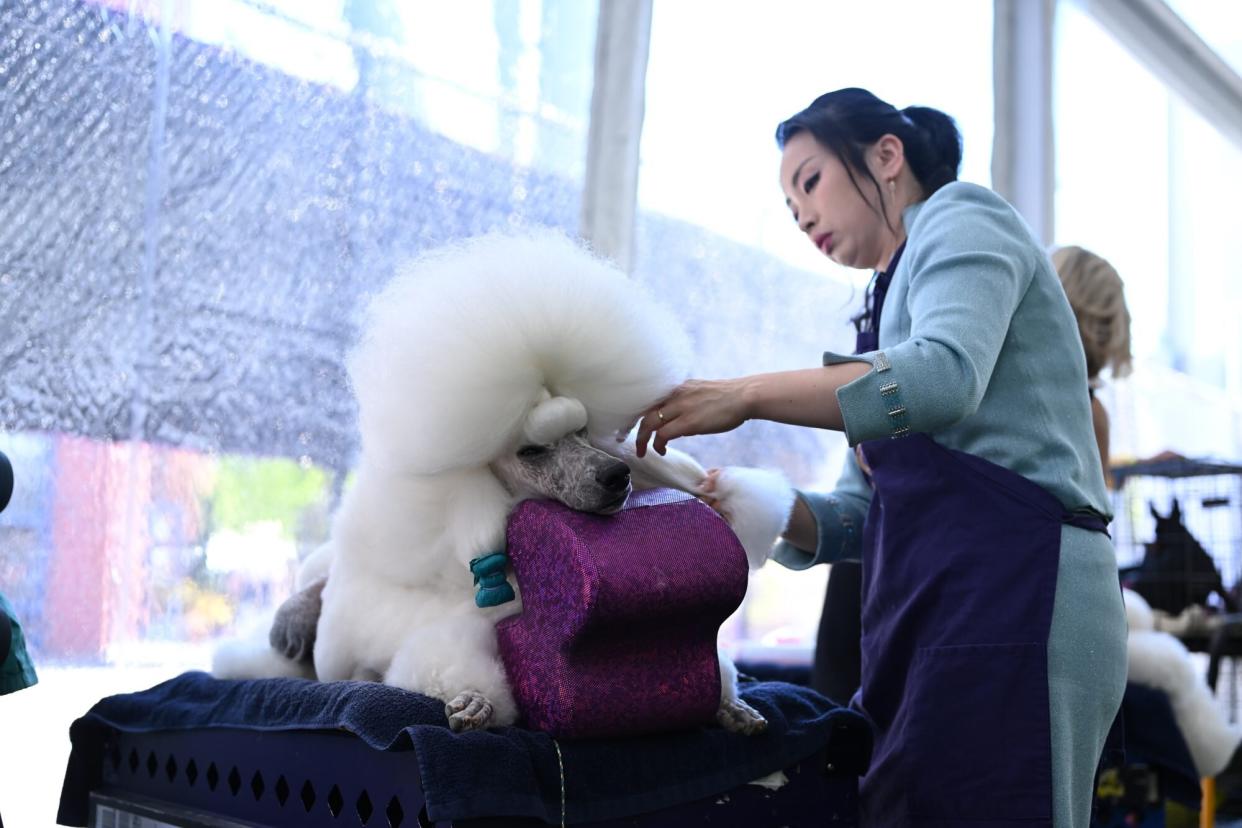 groomer tends to white standard poodle at dog show