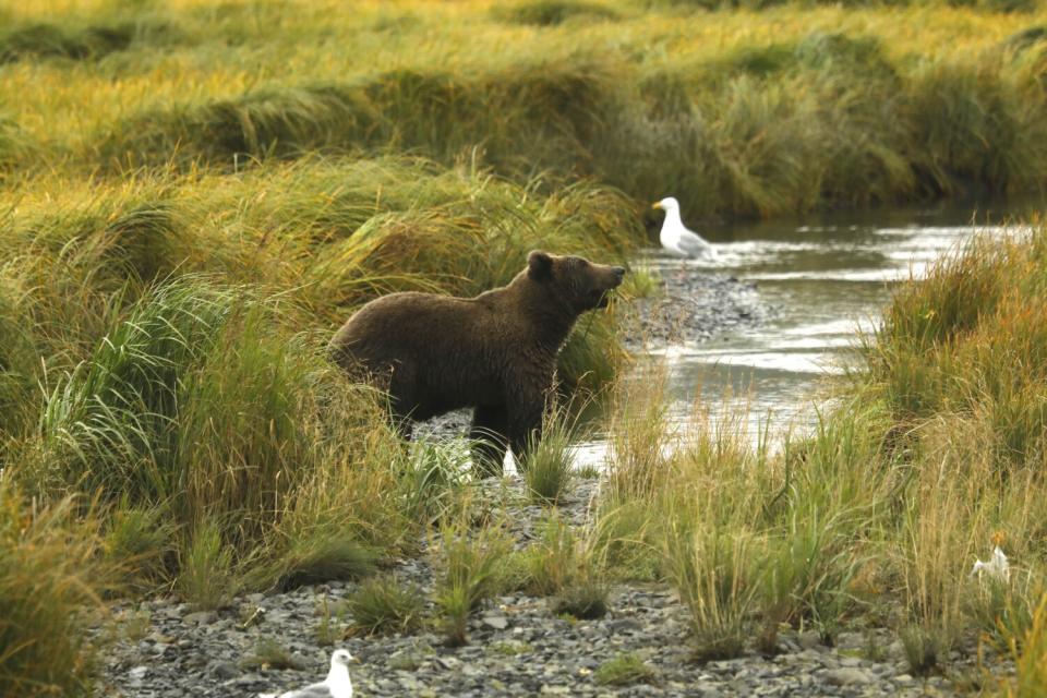 A Kodiak bear and seabirds in tall grass by the water