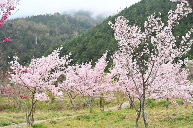 武陵農場還有櫻花。翻攝臉書「武陵農場 Wuling Farm」