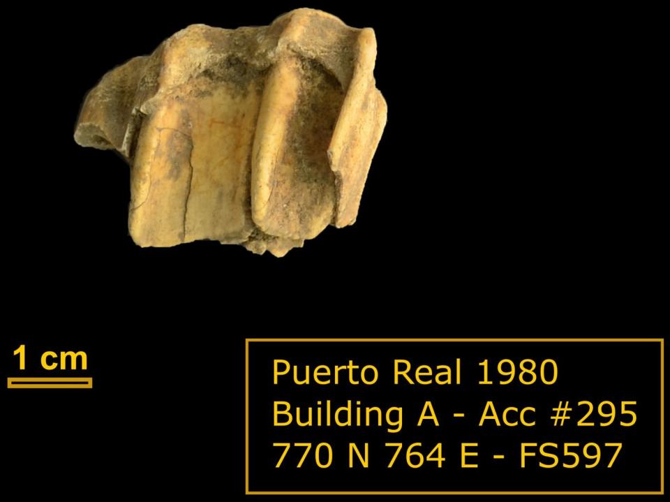 El molar no pertenecía a una vaca... sino a un caballo | imagen Delsol, Nicolas, et al.