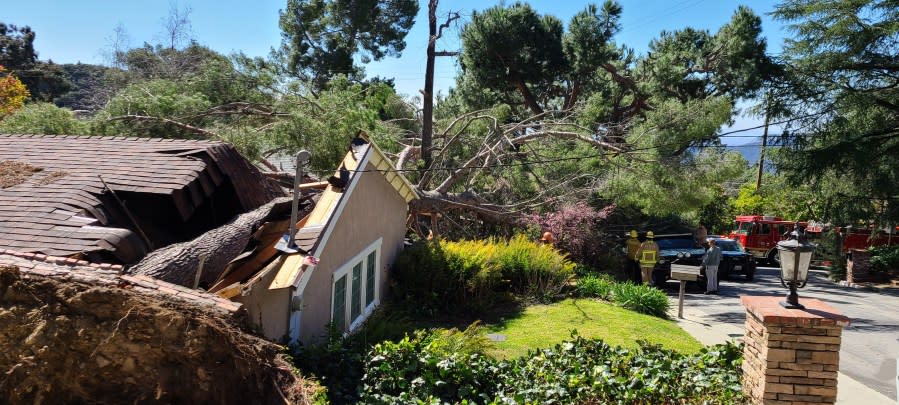 A 70-foot tree sliced through the living room of a home in La Crescenta on March 14, 2024.