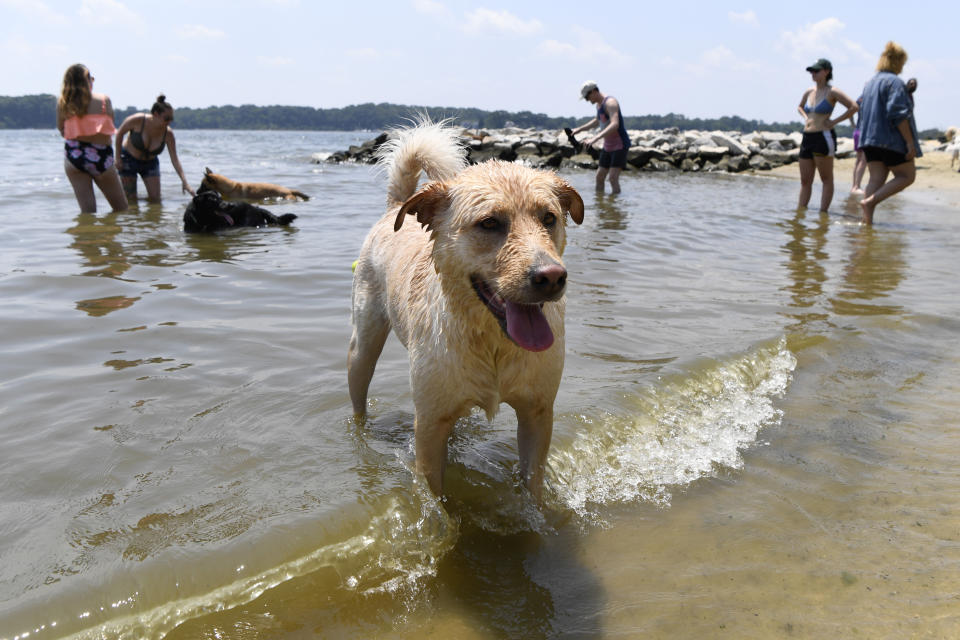 Finnegan plays at the dog beach at Quiet Waters Park in Annapolis, Md., Saturday, July 20, 2019. The National Weather Service said "a dangerous heat wave" was expected to break record highs in some places, particularly for nighttime. (AP Photo/Susan Walsh)