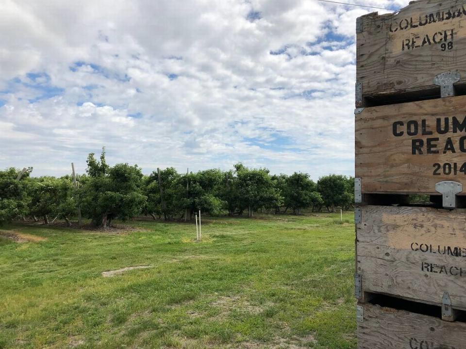 Costco Wholesale Corp. is negotiating a land deal with the Washington state Department of Natural Resources to lease a a former orchard at Richland’s Queensgate for a possible second Tri-City location.