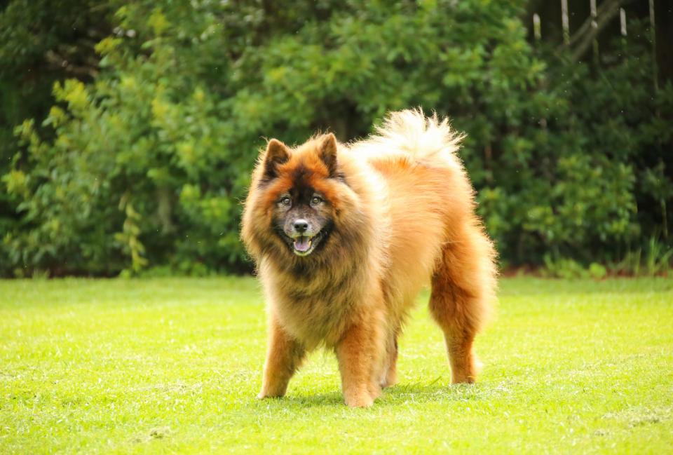 Eurasier