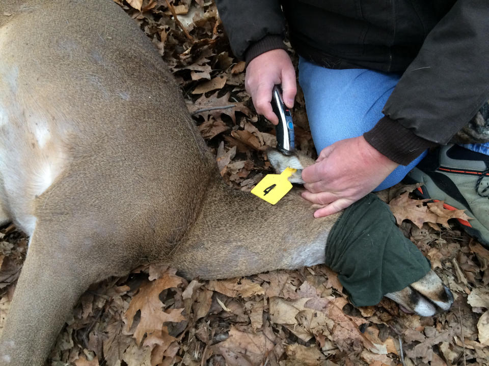 In this March 25, 2014 photo provided by the Humane Society of the United States, Humane Society worker Rick Naugle tags tranquilized doe as part of a contraceptive program to control the deer population in Hastings-on-Hudson, N.Y. Organizers say harsh weather, red tape and the unpredictability of the animals all interfered with the program and they only managed to inject a contraceptive into eight does last month. An estimated 120 deer have overrun the two-square mile village, which has resisted any lethal method of culling the herd. (AP Photo/Humane Society of the United States, Yvonne Forman)