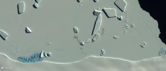 A satellite image showing stained patches of ice – evidence of a penguin colony (British Antarctic Survey/Copernicus Sentinel-2)