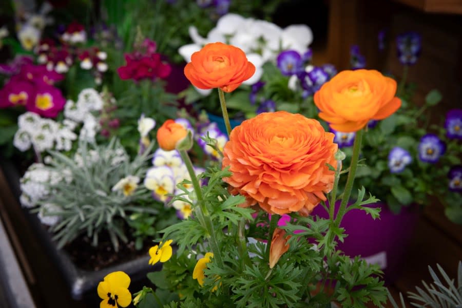 Agriculture Secretary Redding, Bureau of Plant Industry Director Frank Schneider, and industry partners joined together to highlight the recent changes to the ‘fertilizer law’ and discuss how homeowners can be good stewards of their land by using fertilizer appropriately on their properties. Pictured here are flowers