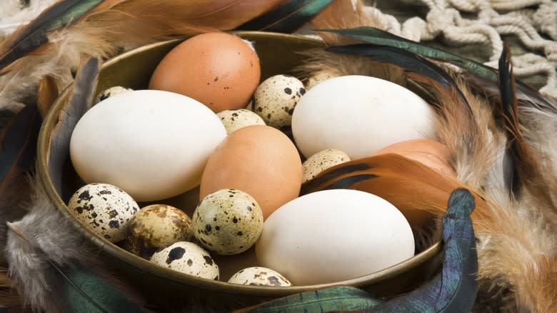 Variety of fowl eggs