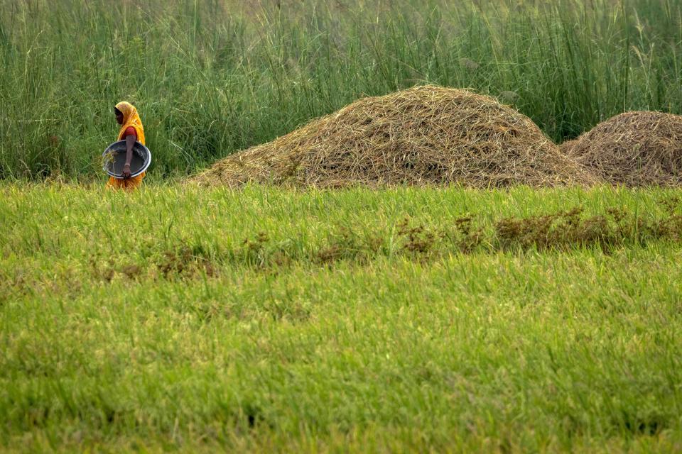 A farmer walks in a paddy field on the outskirts of Guwahati, India, Tuesday, June 6, 2023. Experts are warning that rice production across South and Southeast Asia is likely to suffer with the world heading into an El Nino. (AP Photo/Anupam Nath)