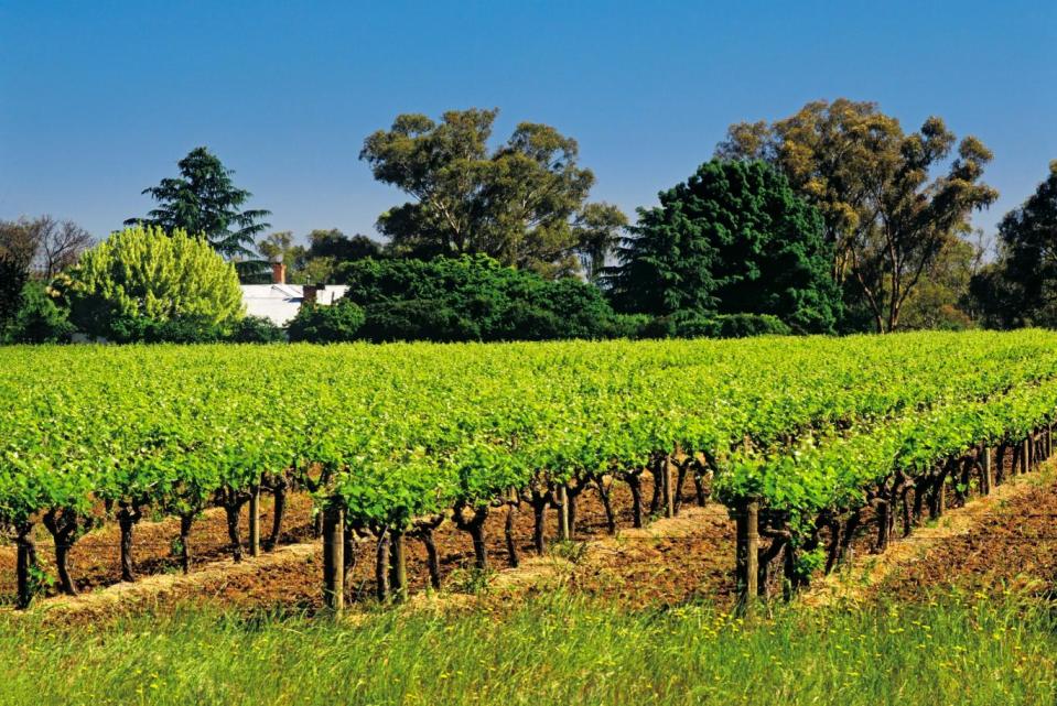 Vineyards at Rutherglen, Victoria, Australia (Getty Images)