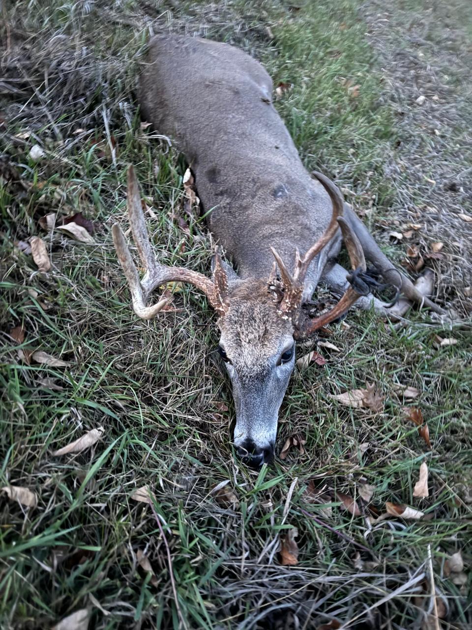 Robby McClain was hunting in Wisconsin’s deer hunt for people with disabilities. He was hunting in the Gillette area when he harvested this non-typical 13-point buck. The buck had two beams on one side of his head and another one coming out the other side. Notice the dry velvet on the antler.