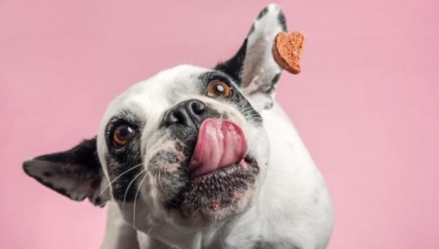 Chicago’S ‘Le Barkery’ Is Making Organic Dog Treats  