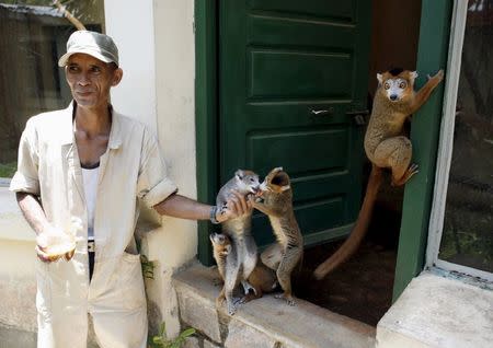 A caretaker feeds lemurs at Antananarivo's Tsimbazaza Zoo in Madagascar in this December 5, 2006 file photo. REUTERS/Radu Sigheti/Files