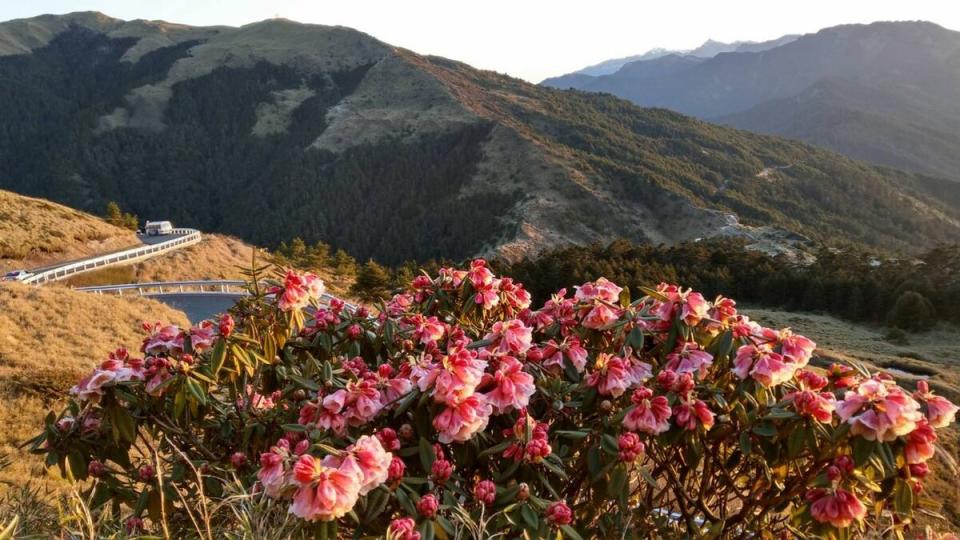 每年4月至6 月，是合歡山迎來杜鵑花季的時節，合歡山擁有台灣高海拔特有種杜鵑。   圖：翻攝自公路局公路人臉書