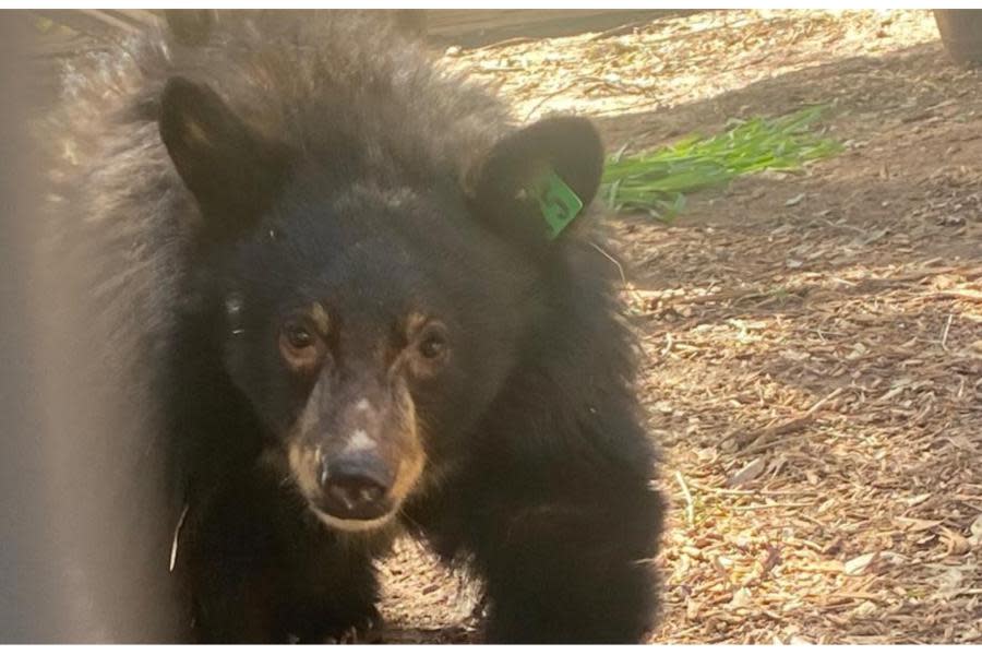 Rescatan a cachorro de oso negro en California tras las tormentas invernales