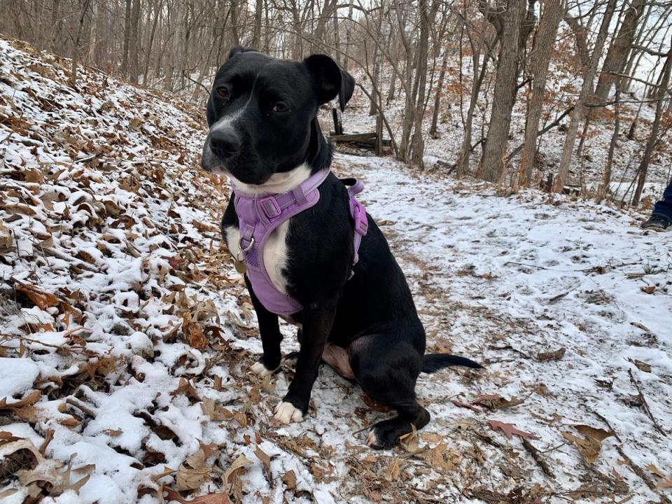 A black and white dog is wearing the purple poypet no-pull dog harness.