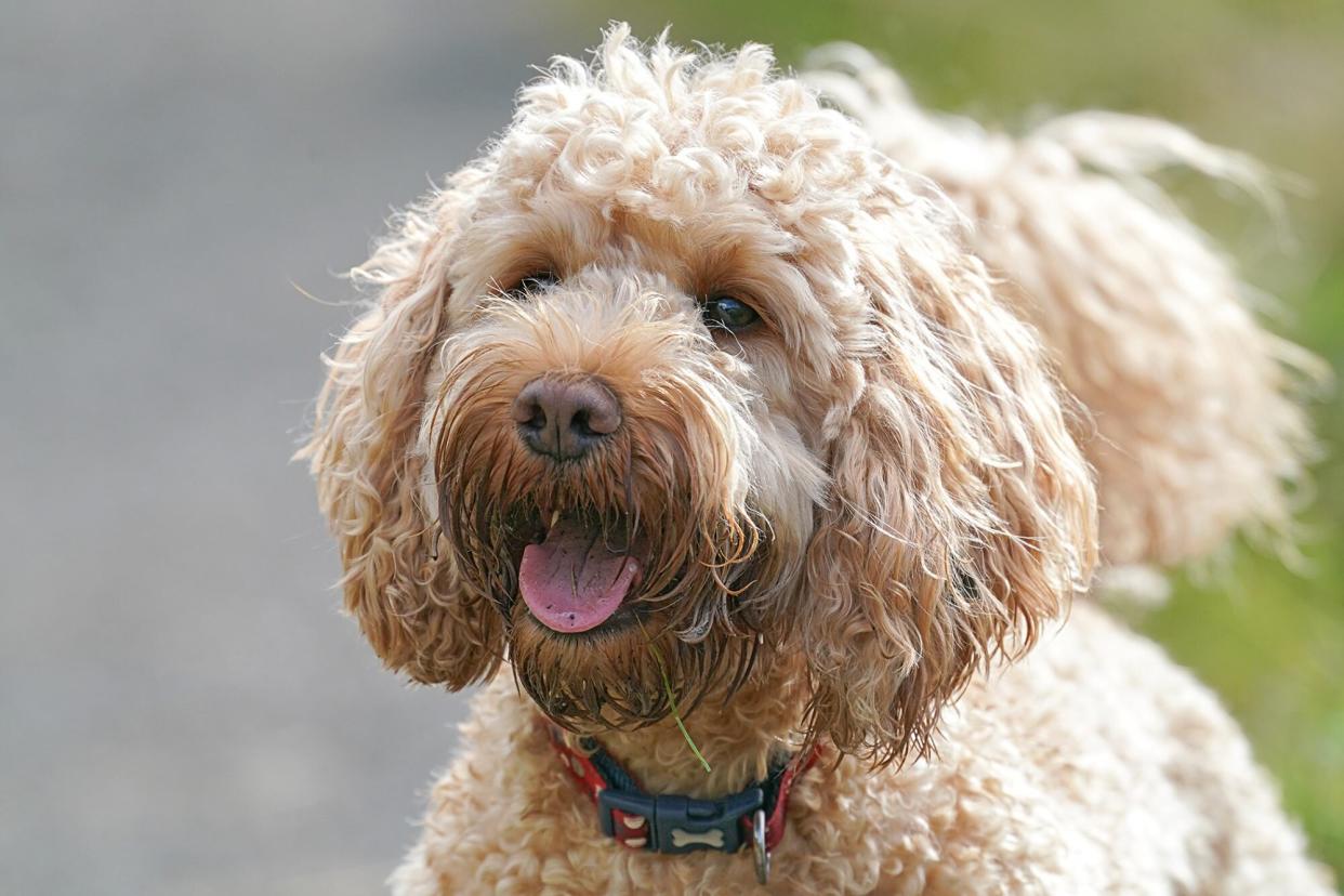 light colored Cockapoo dog with tongue out
