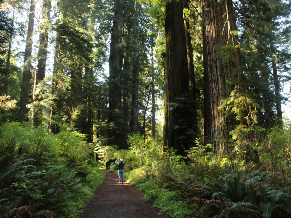 The writer taking pictures in the middle of a trail in Redwood National Park