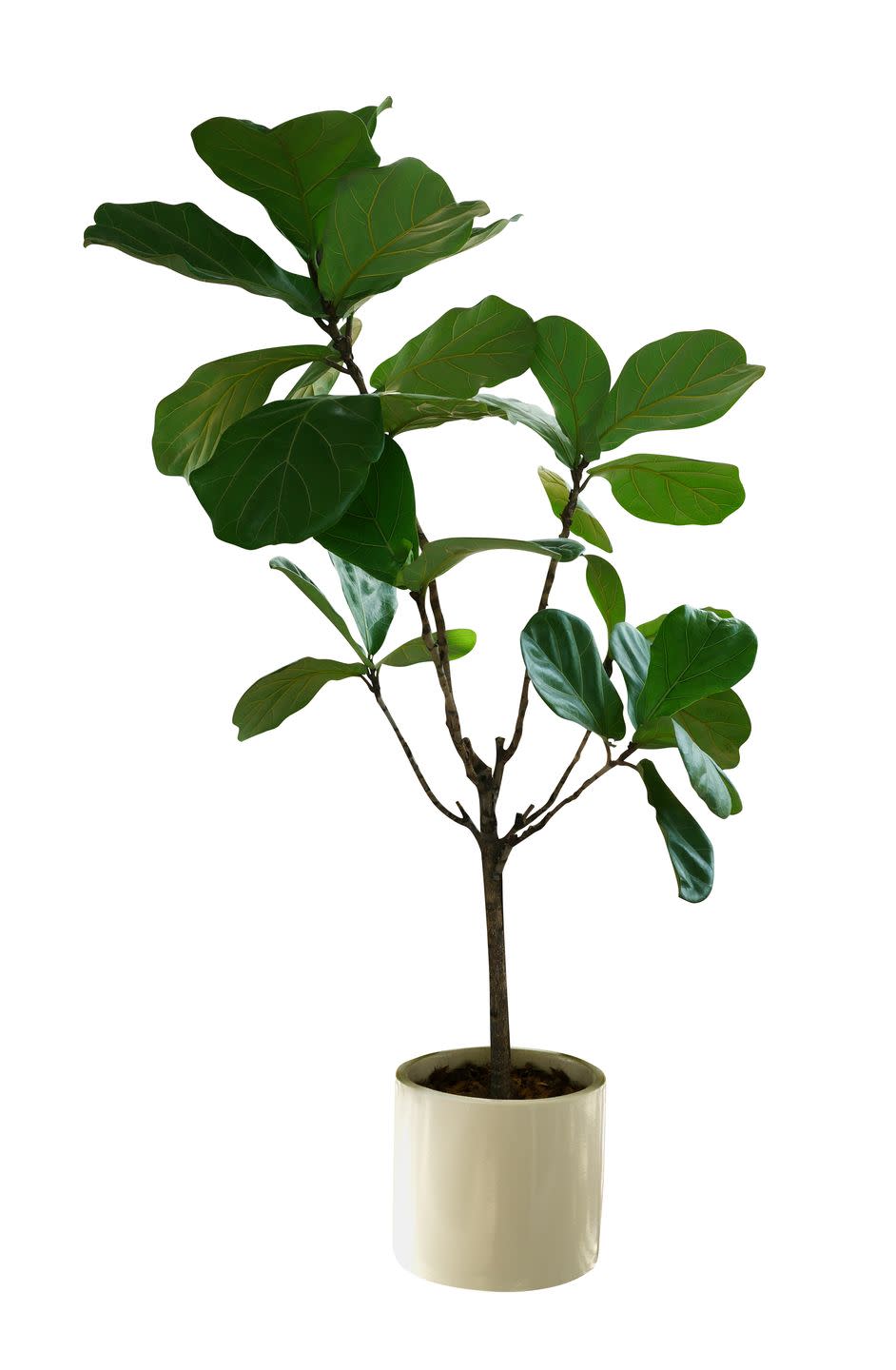 green leaves tropical houseplant fiddle leaf fig tree ficus lyrata in small ceramic pot, ornamental tree isolated on white background, clipping path included