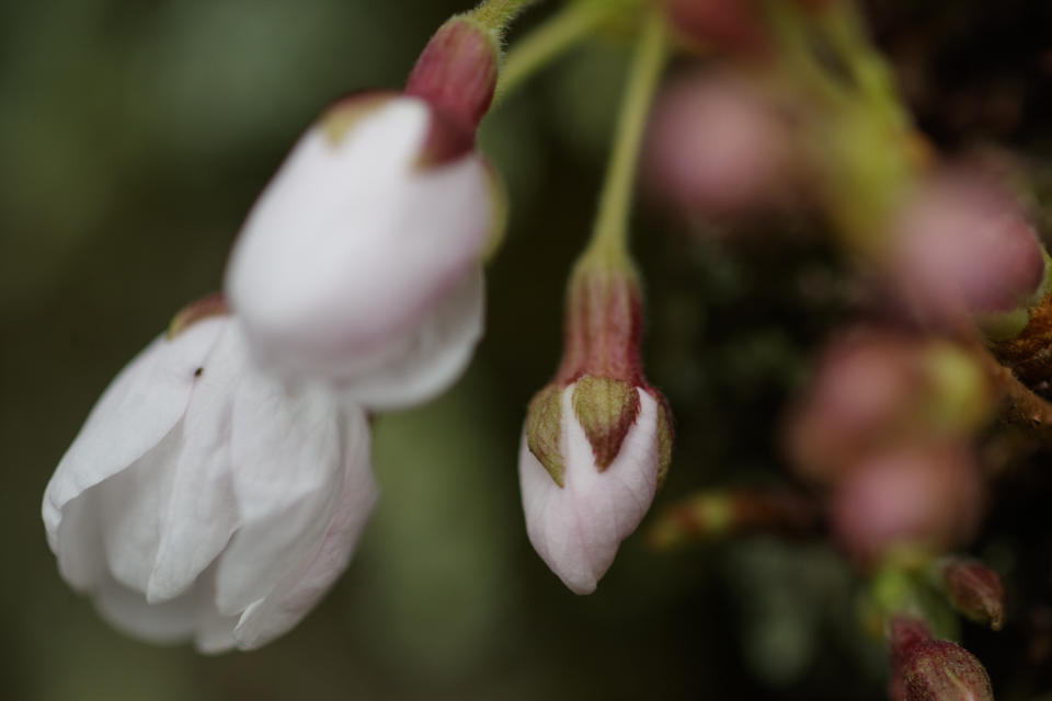 FILE - Cherry blossoms and buds cover the trees in the Kenwood neighborhood of Bethesda, Md., Tuesday, March 24, 2020. The U.S. Department of Agriculture’s “plant hardiness zone map” — a reference guide for growers selecting appropriate seeds — was updated on Wednesday, Nov. 15, 2023, for the first time in a decade. (AP Photo/Carolyn Kaster, File)