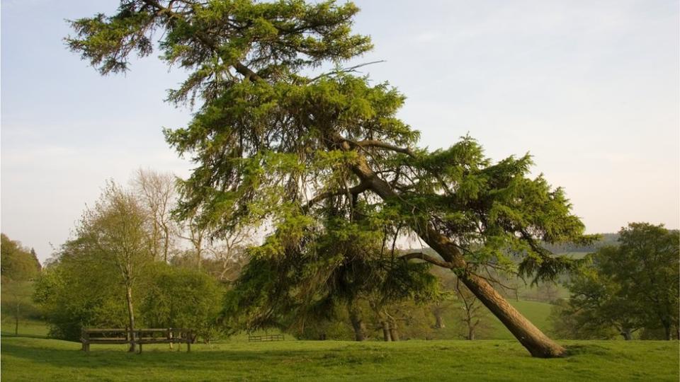 Árbol