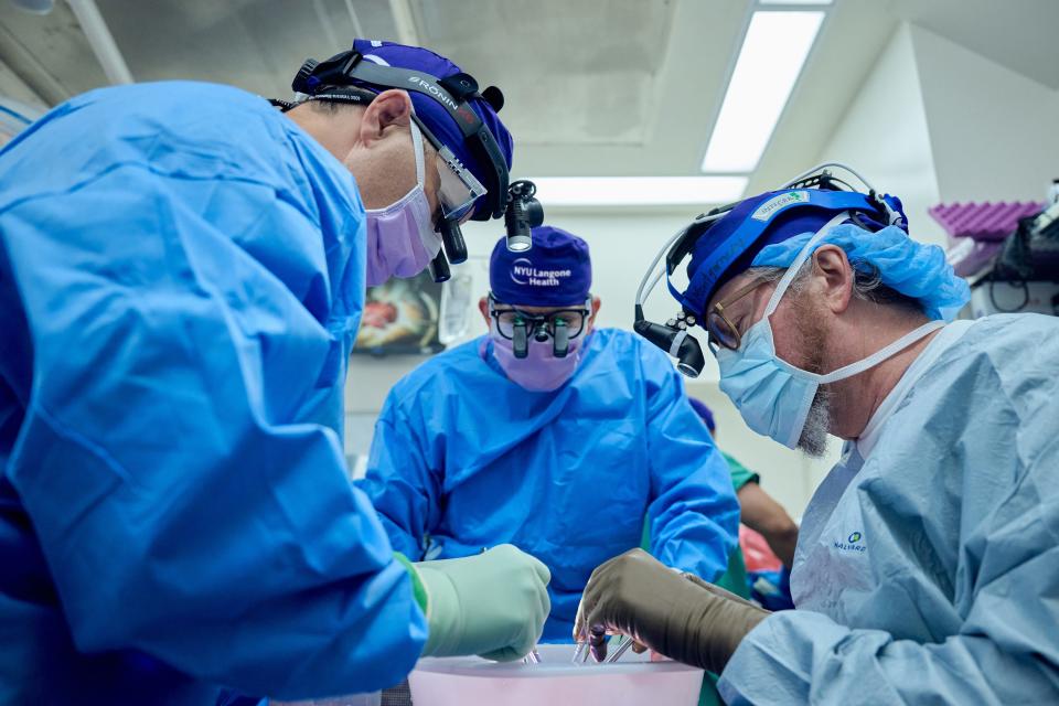 Transplant surgeons (from left) Adam Griesemer, Jeffrey Stern and Robert Montgomery prepare the pig kidney for transplant.