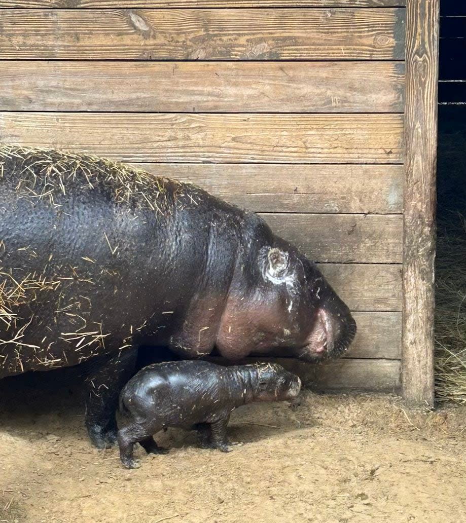 ZooTampa at Lowry Park is celebrating the birth of rare and endangered pygmy hippopotamus.