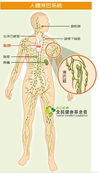 全身只要有血管分布的地方，就有淋巴系統分布。