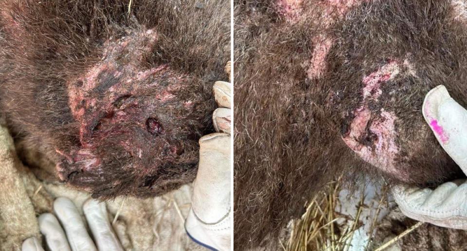 A 50/50 picture can be seen of the wombats injuries, showing bite marks and bloodied marks. 