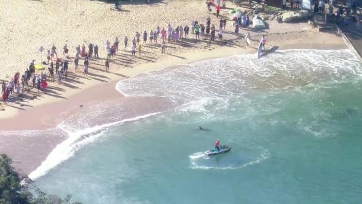 The dolphin was seen close to the shore of Manly Beach after the shark attack