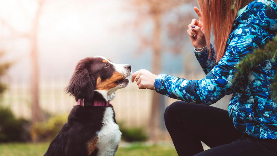 Woman giving a puppy a treat