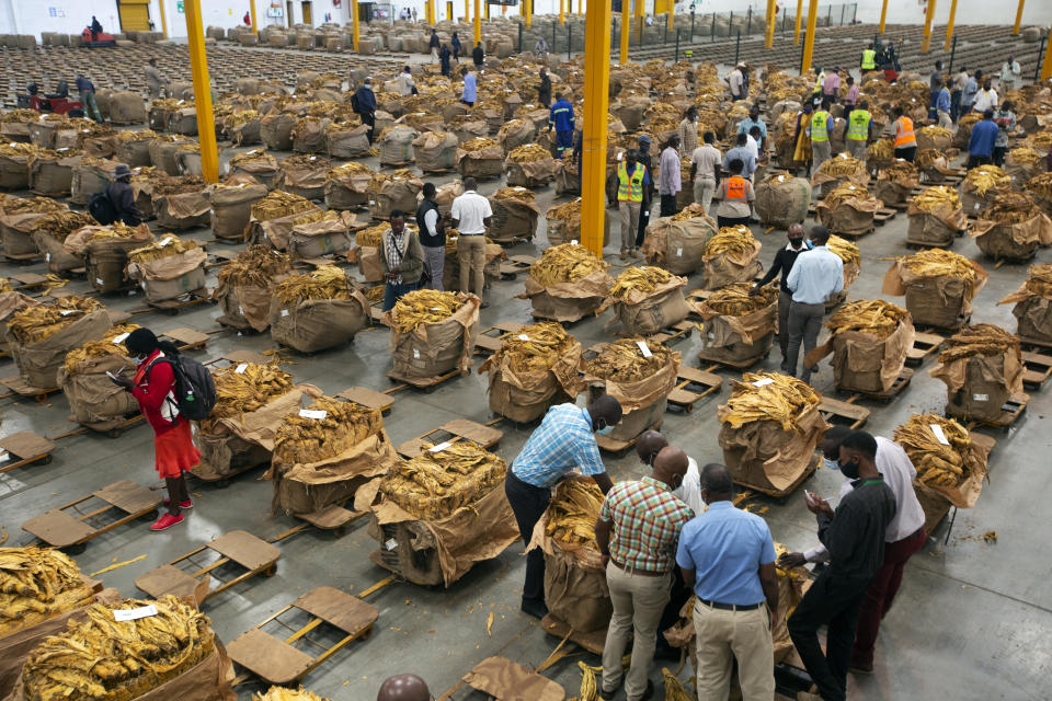 Tobacco farmers and auctioneers inspect the crop before an auction at a Tobacco auction floor in Harare, Thursday, April 8, 2021. Zimbabwe’s tobacco is flourishing again. And so are the auctions where merchants are fetching premium prices for the “golden leaf” that is exported around the world. Many of the small-scale farmers complain they are being impoverished by middlemen merchants who are luring them into a debt trap. (AP Photo/Tsvangirayi Mukwazhi)