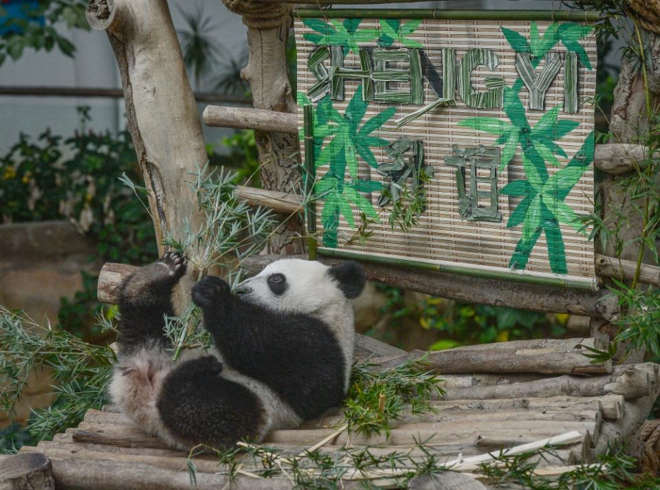 Panda cub Sheng Yi plays in her enclosure at Zoo Negara in Kuala Lumpur May 25, 2022. Yi Yi and Sheng Yi were born to the giant panda pair of Fu Wa and Feng Yi, which were loaned to the Malaysian government in 2014 for 10 years. — Bernama file pic