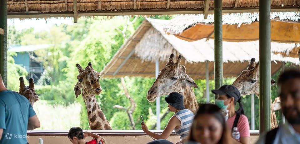 A family watching giraffes at Safari World Ticket in Bangkok. 