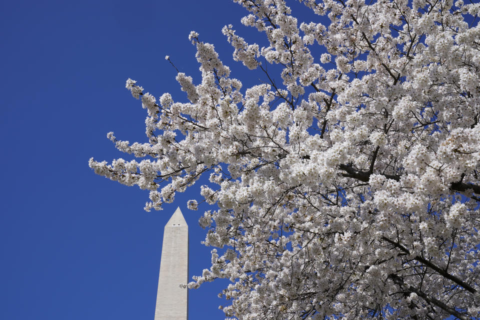 With the Washington Monument in the background, Yoshino cherry trees are in full bloom around the Tidal Basin in Washington, Tuesday, March 30, 2021. The 2021 National Cherry Blossom Festival celebrates the original gift of 3,000 cherry trees from the city of Tokyo to the people of Washington in 1912. (AP Photo/Susan Walsh)