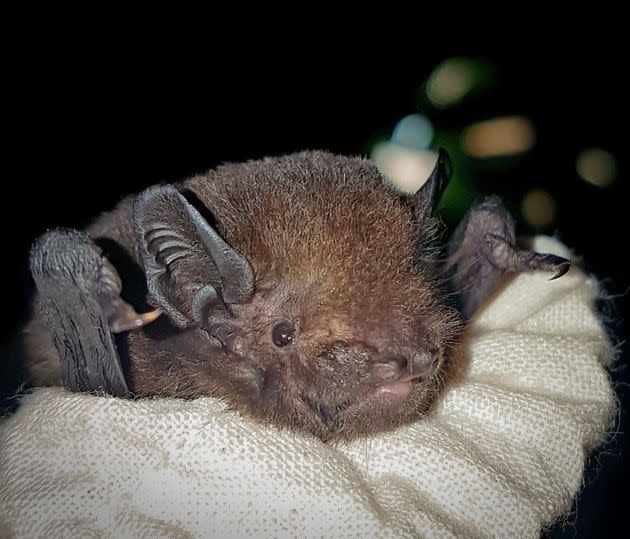 A long-tailed bat, native to New Zealand. (Photo: Ian Davidson-Watts)