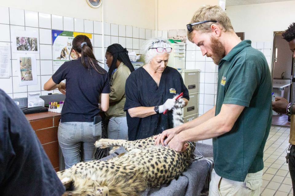 Dr Laurie Marker, founder of the Cheetah Conservation Fund, is seen prepping one of the cheetahs in Namibia ahead of the translocation to India. (Cheetah Conservation Fund)