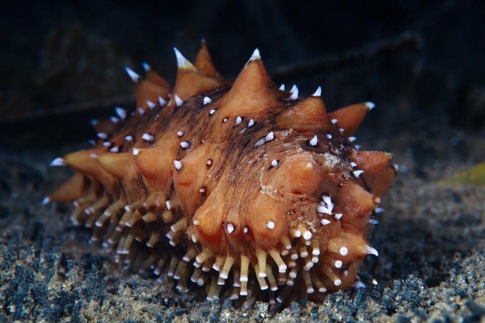 Japanese sea cucumbers were also being sold. Shutterstock